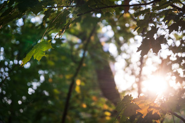 Baumblätter Im Sonnenlicht bei tiefer Sonne