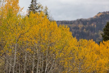 Golden aspen trees blurred background