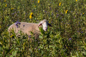 Schaf in blühender Weide