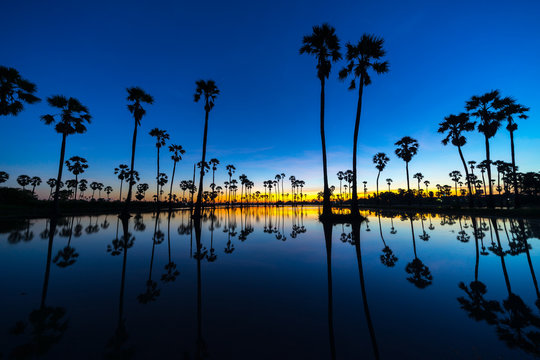 Silhouette of Twin Sugar Palm Tree on Night Sky with Stars before Sunrise. Reflection on the water.