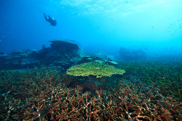 Naklejka na ściany i meble beautiful underwater with the coral reef at Losin diving spot south of Thailand