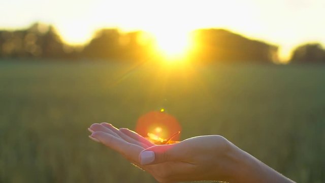 dragonfly resting on female hand close up, and flies away on background of on wheat field in sunset. Concept of summer, summertime, sbmmer time, beauty, nature, insects, wildlife. Sun lens flare. slow