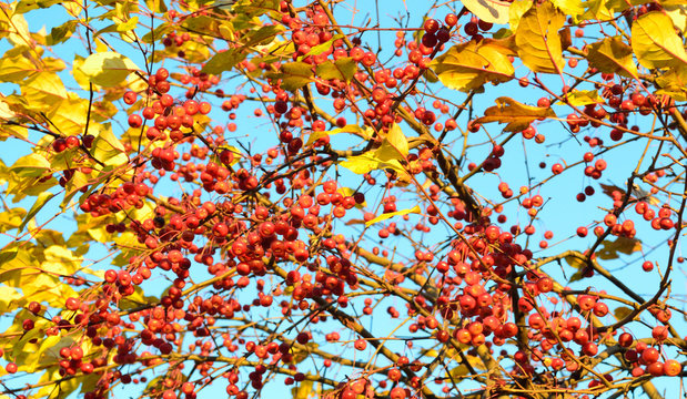 apple tree branches with golden leaves against the blue sky