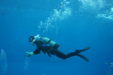 ダイバー、水族館