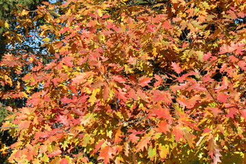 Bright red oak leaves look great