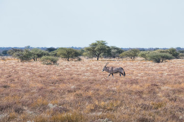 Naklejka na ściany i meble oryx in namibia