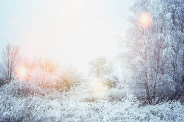 Winter nature background with snow covered trees , bushes and grass in sunlight, outdoor