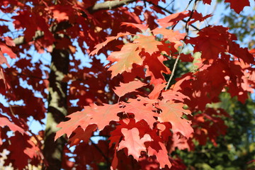 Bright red oak leaves look great