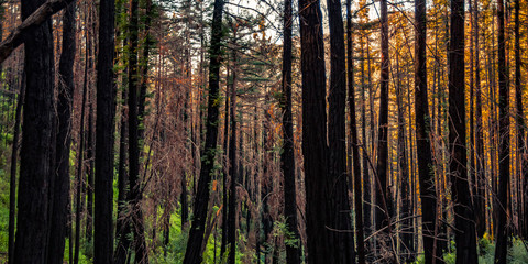 Towering trees in mountains of Big Sur California