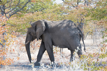 Fototapeta premium elephants in Namibia