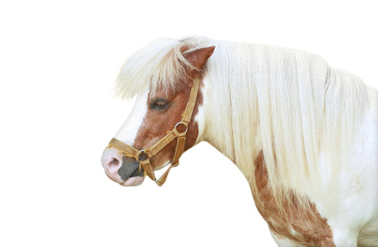 Cute Pony Isolated On White Background