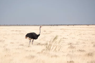 Room darkening curtains Ostrich ostrich in Namibia