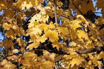 Golden leaves decorate autumn maples