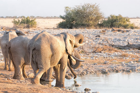 elephants in Namibia