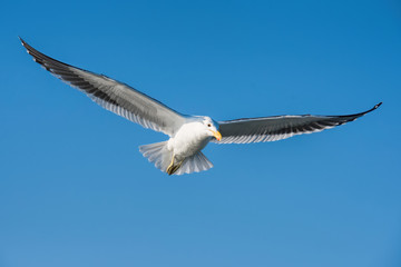gulls in Namibia
