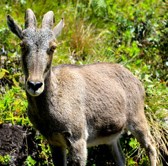 Nilgiri Tahr (Ibex) Goat from the Eravikulam National Park in Kerala