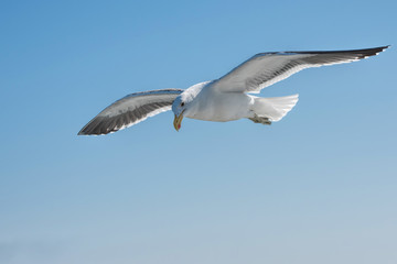 Seagulls in flight