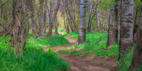 Obraz premium Trail winding through white barked trees in Provo