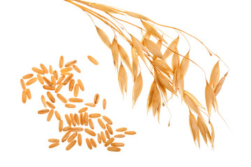 oat spike with grains isolated on white background