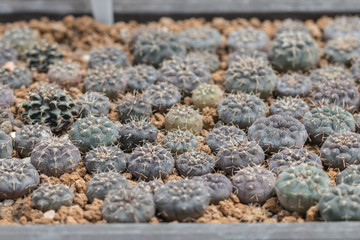 Small cactus on pot in the garden.Mini cactus plants for sale.