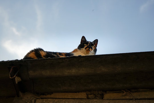 gatto sul tetto di amianto