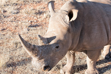 Obraz premium Nosorożec biały w Namibii