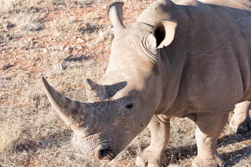 Papier Peint photo Lavable Rhinocéros White rhino in Namibia