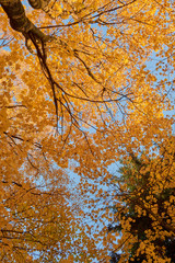 colorful autumn in the Park with sun rays