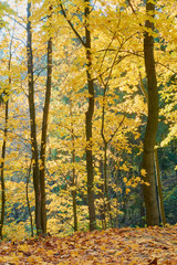 colorful autumn in the Park with sun rays