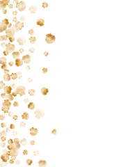 Gold seashells vector, golden pearl bivalved mollusks. 