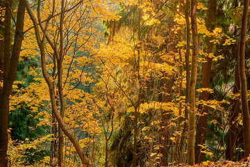 Fototapeta na wymiar colorful autumn in the Park with sun rays