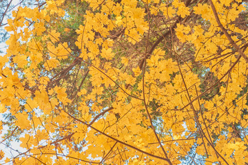 colorful autumn in the Park with sun rays