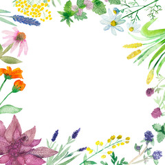 Watercolor composition isolated maroon amaranth and healing plants on a white background