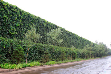 Boston ivy in dustproof separation net