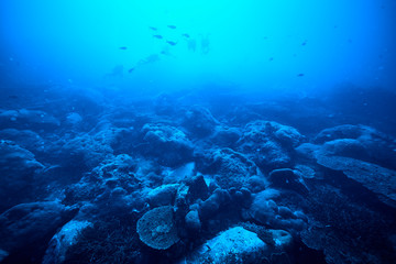Fototapeta na wymiar beautiful underwater with the coral reef at Losin diving spot south of Thailand
