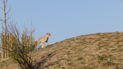gepard © Lucie