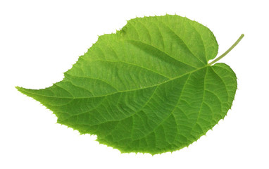 kiwi leaf