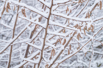 verschneite Sträucher