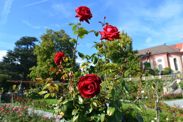Fototapeta premium Rote Rosen im Rosengarten auf der Insel Mainau