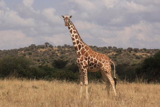 Reticulated Giraffe