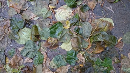 Colorful autumn leaves. Natural background