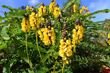 Gelbblühende Caesalpinien (Caesalpinia) in Mainau