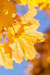 Obraz premium Yellow autumn maple leaves
