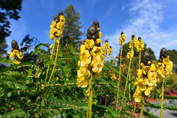 Gelbblühende Caesalpinien (Caesalpinia) in Mainau