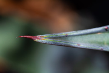 thorny