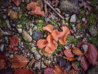 Orangefarbene Waldpilze zwischen Steinen und Laub