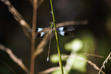 Mountain Malachite Damselfly (chlorolestes fasciatus) Hanging On To Grass Stem