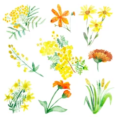 Fototapeten Watercolor composition isolated healing yellow and orange plants on white background © Natalia