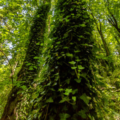 Vines flourishing on the trunks of huge trees