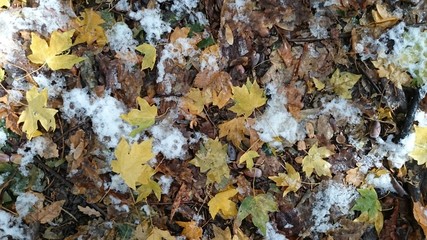 Colorful autumn leaves. Natural background